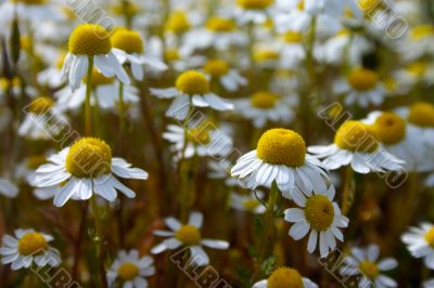 Daisy flowers