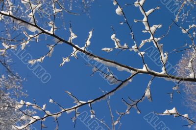 Branch with snow