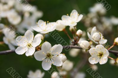 Flower in blossom