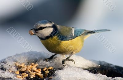 Blue tit bird eating seeds