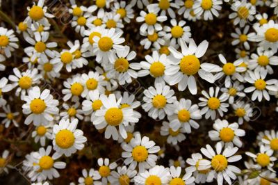 Daisy flowers background