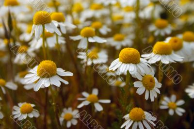 Camomiles