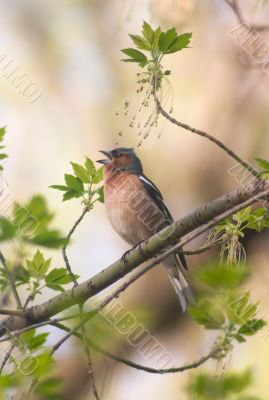 chaffinch in the middle of leafs