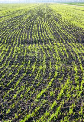Growing wheat on the field