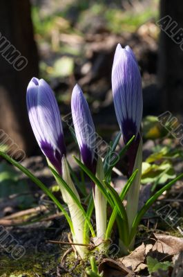Three crocuses