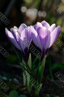 Crocus