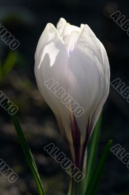 White crocus bud