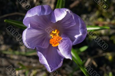 Macro photo of crocus flower