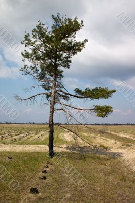 Solitude tree