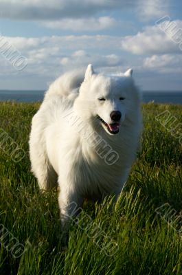 Dog on the wind