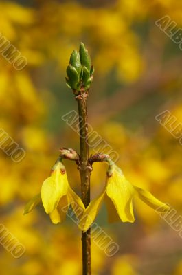 yellow flowers