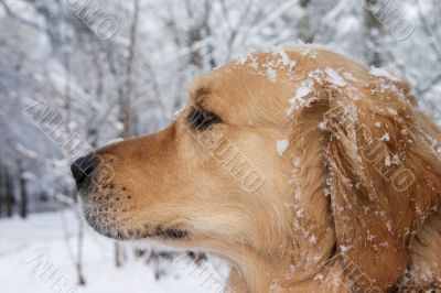 Golden retriever portrait