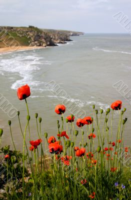 Wild poppy flower