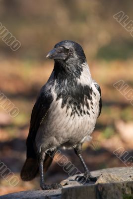 Crow bird