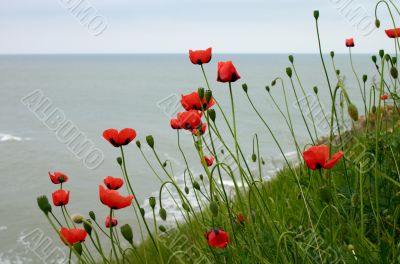Wild poppy flowers