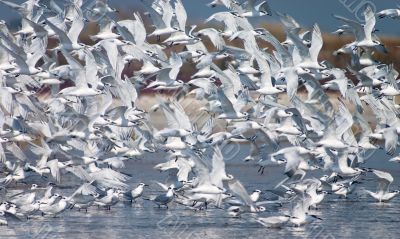 Flying up flock of birds