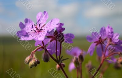 Wild flower