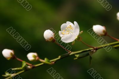 A branch of white buds