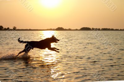 Jumping dog in the sea