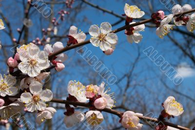 Flowers of tree