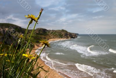 Yellow flower