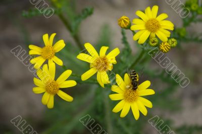 Fly on the flower