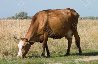 Grazing cow