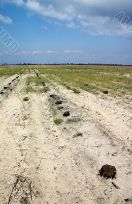 Lines of tree stumps