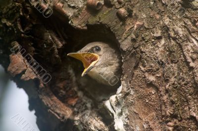 Baby bird
