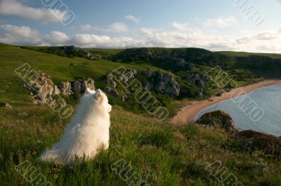 Solitary dog