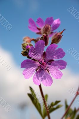 Lilac flower