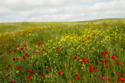 Wild flowers