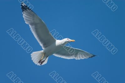 Soaring bird