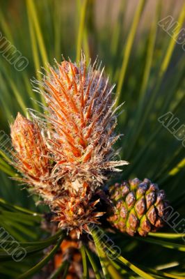 Pine cone and bud