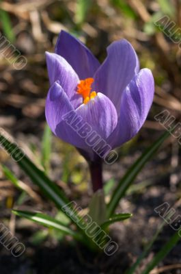 Purple crocus