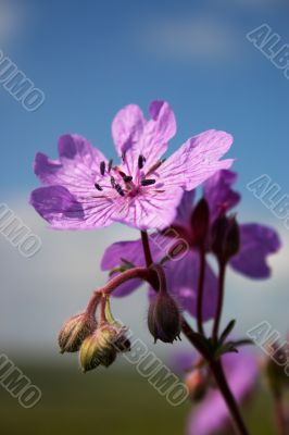 Violet flower