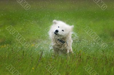 Dog shaking off