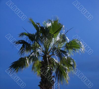 Palm trees