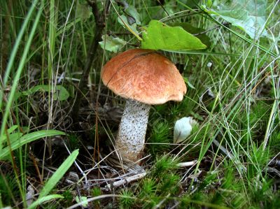 The orange-cap boletus