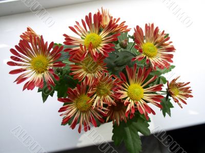 Yellow and red flowers