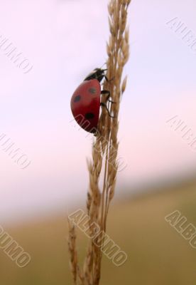 Ladybird on spikelet