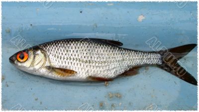 Fish on the board