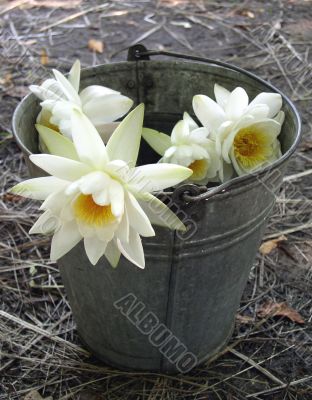 Water-lilys in bucket