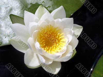 The water flower