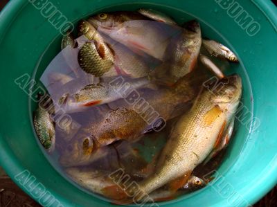 Fish in green bucket