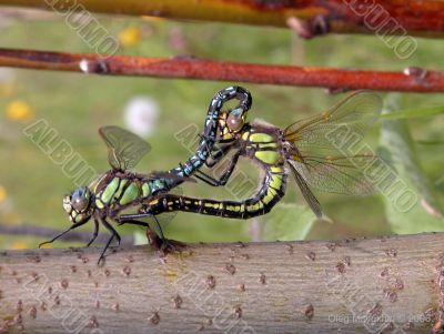 Coupling dragonflies
