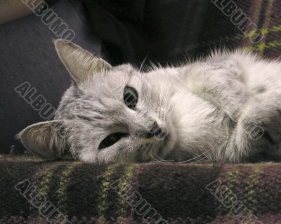 Cat on sofa lying