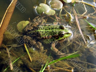 The green frog