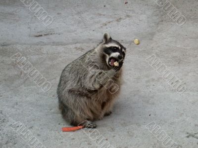 racoon