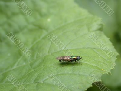 fly on the leaf